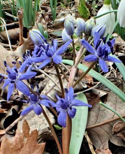 Ladoňka, Botanická zahrada Na Slupi